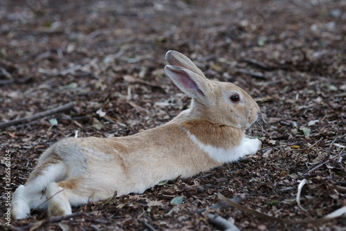 Relaxing Rabbit: A fluffy brown and white rabbit rests peacefully on the ground, enjoying a moment of quietude.  Its long ears are alert, adding a touch of whimsical charm to the scene. photo