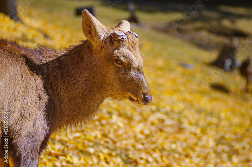 秋の奈良公園、鹿とイチョウの黄葉 photo