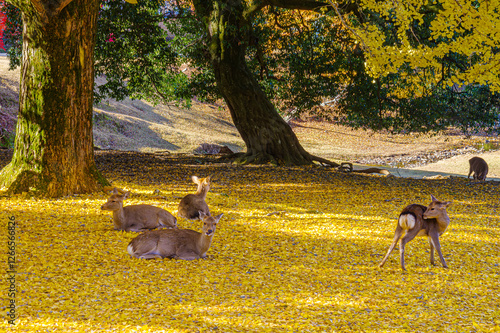 秋の奈良公園、鹿とイチョウの黄葉 photo