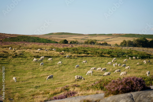 sheeps grazing in the field