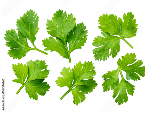 Top view set of fresh green coriander or Chinese parsley leaves is  isolated on transparent background