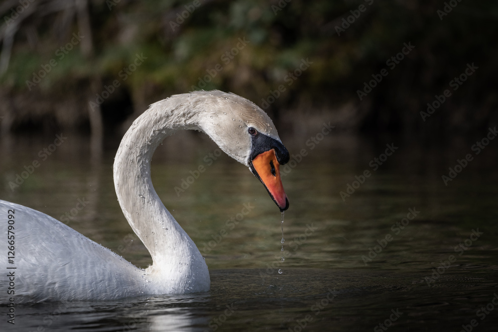 Fototapeta premium swan on the lake