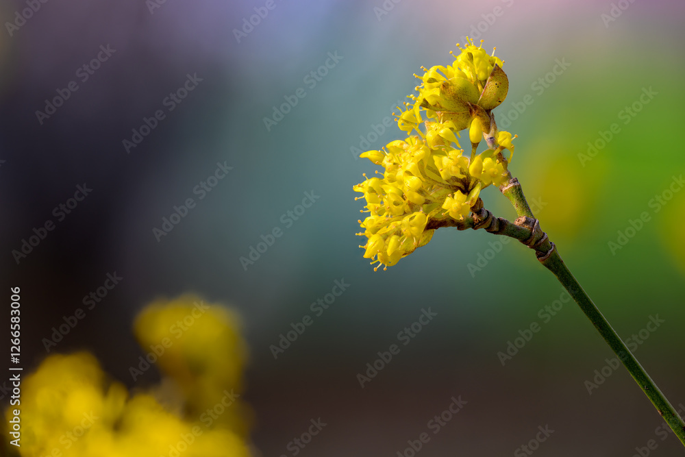 A macro shot of a cornel tree blooming in yellow A macro shot of a cornel tree blooming in yellow