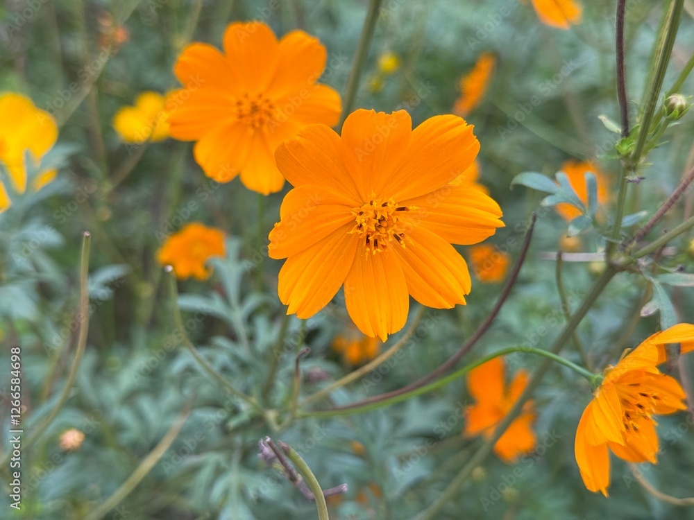 Tithonia orange flower, wildflower photography, close up
Tithonia orange flower, wildflower photography, close up