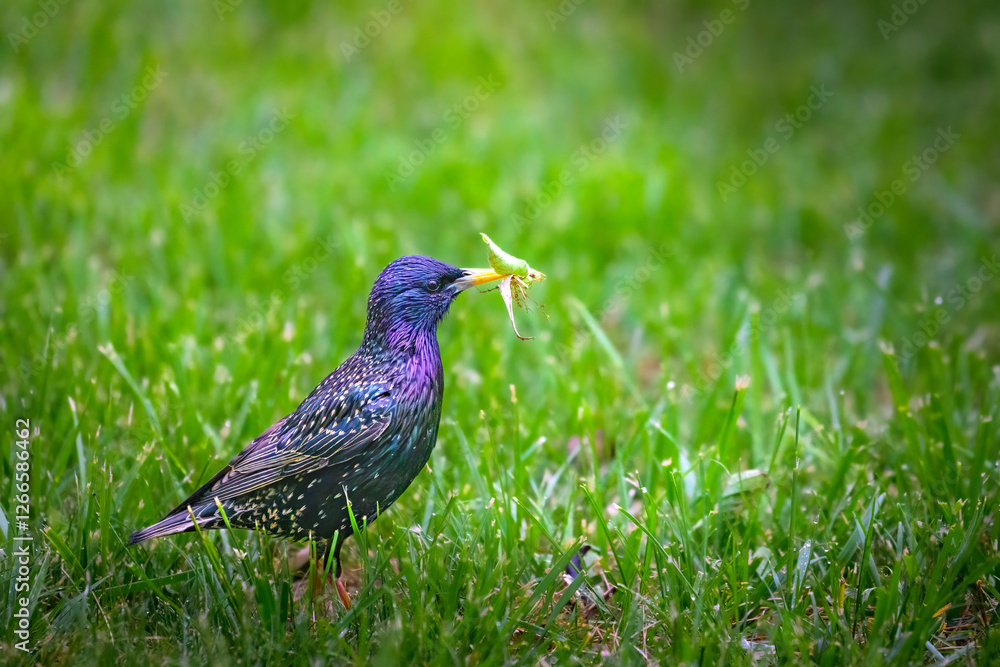 A starling bird gathering twigs in the grass of it's nest A starling bird gathering twigs in the grass of it's nest