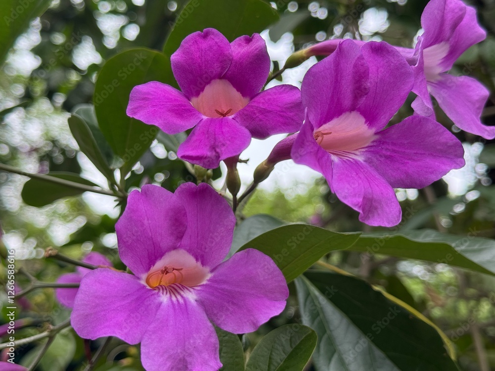 purple bell flowers close up picture, flower photography purple bell flowers close up picture, flower photography