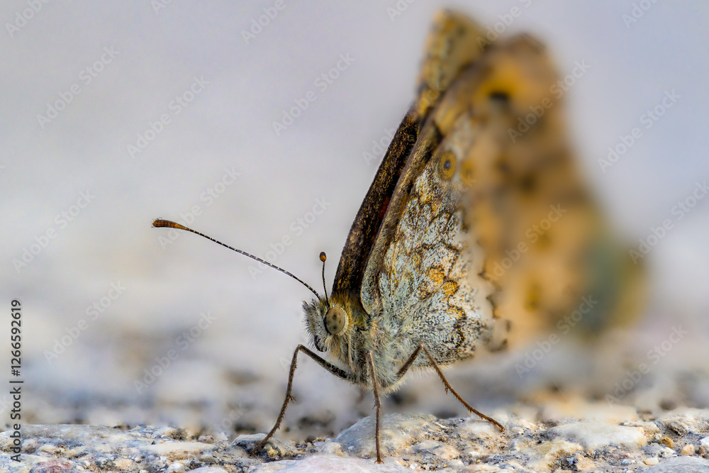 Obraz premium butterfly on the ground