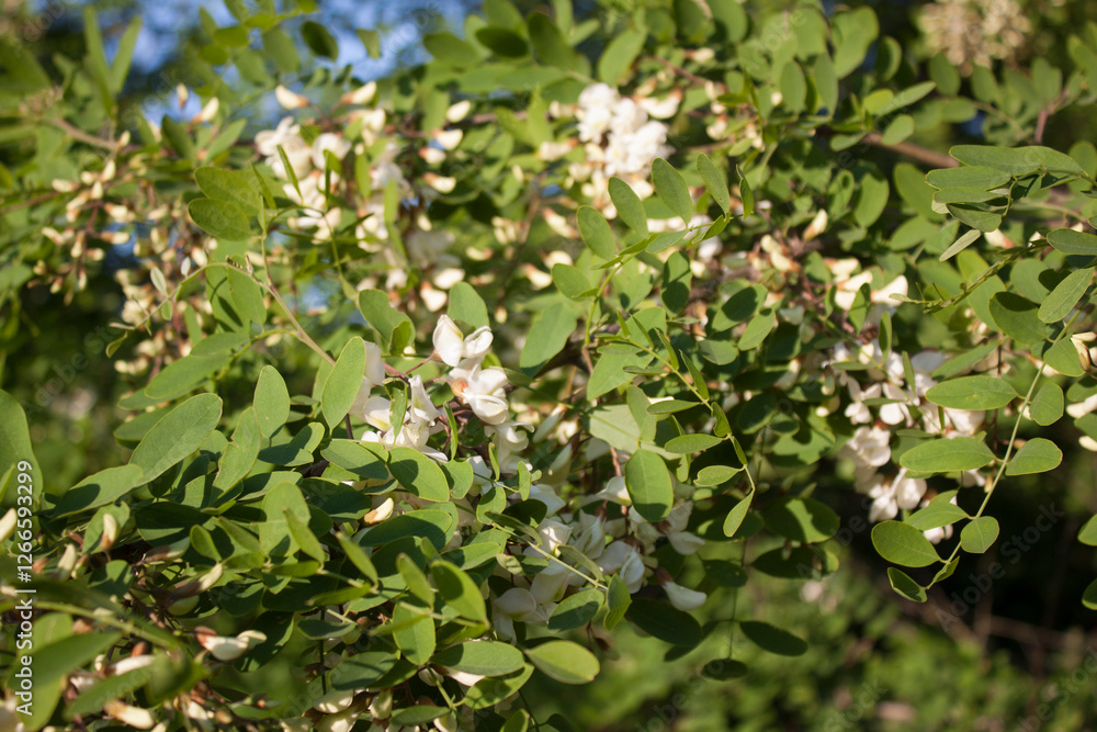 akacja, Robinia akacjowa, Robinia pseudoacacia akacja, Robinia akacjowa, Robinia pseudoacacia