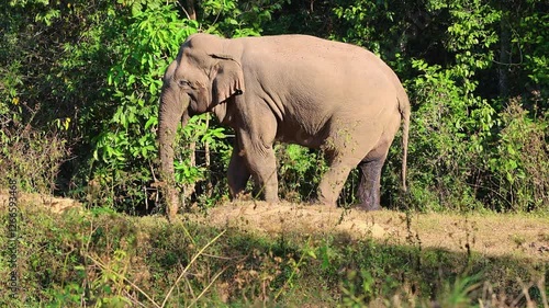 Wild elephants, deer, and banteng all thrive in their natural habitat, roaming freely through the forests. These majestic creatures play a vital role in maintaining the balance of the wilderness.