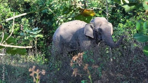 Wild elephants, deer, and banteng all thrive in their natural habitat, roaming freely through the forests. These majestic creatures play a vital role in maintaining the balance of the wilderness.