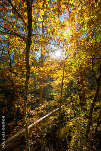autumn in the woods