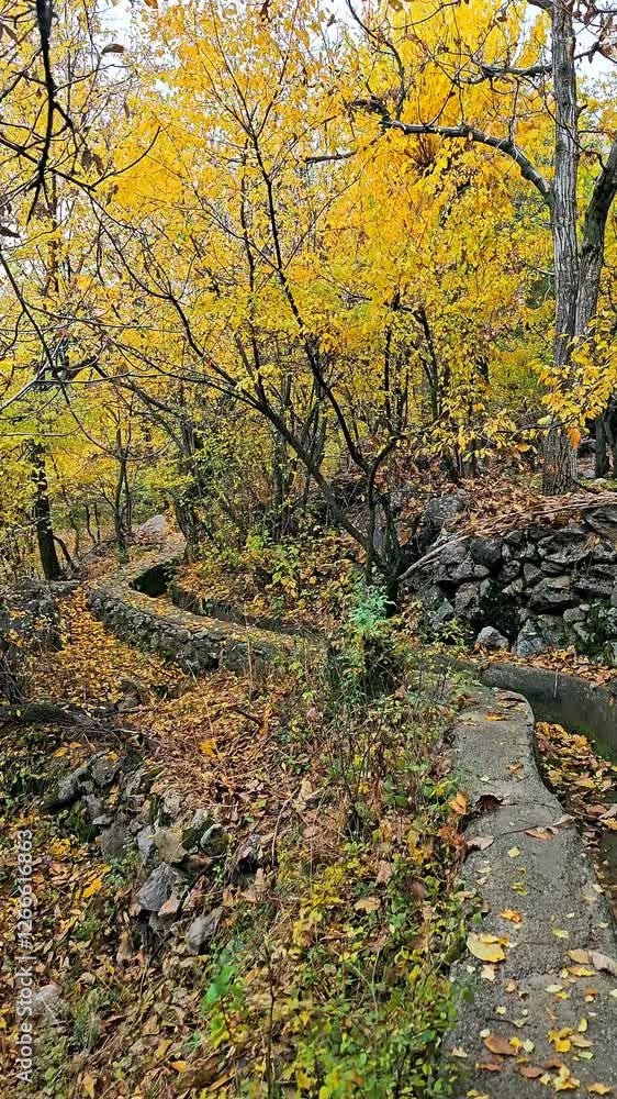 Autumn in Kamalla village is a magical symphony of colors. The golden leaves dance with the wind, covering the ground like a beautiful carpet of nature. Autumn in Kamalla village is a magical symphony of colors. The golden leaves dance with the wind, covering the ground like a beautiful carpet of nature.