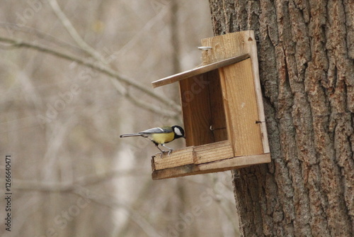 Carta da parati tit bird at the birdhouse
