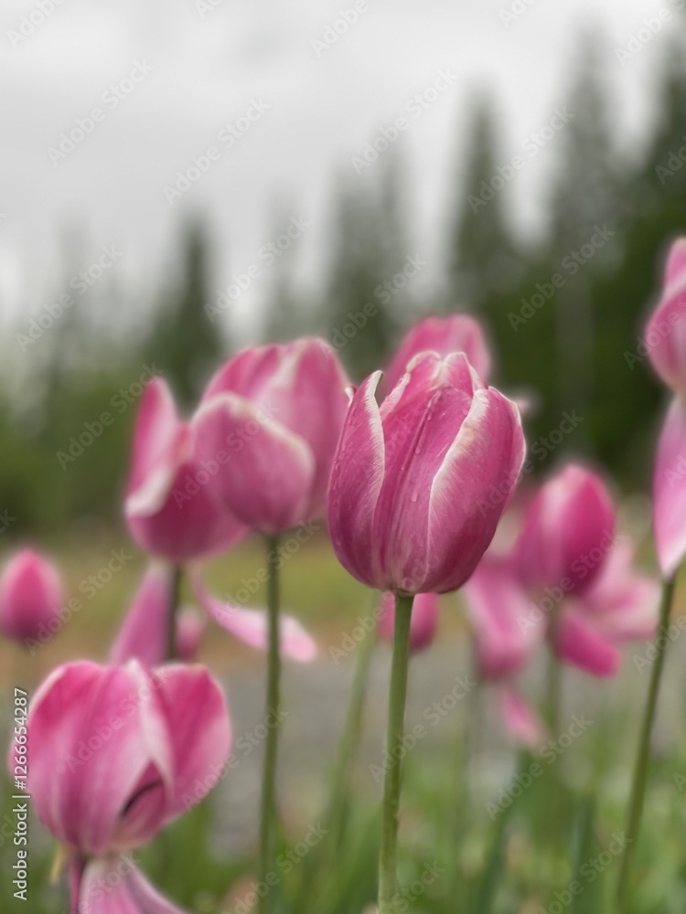 Obraz premium pink tulip field