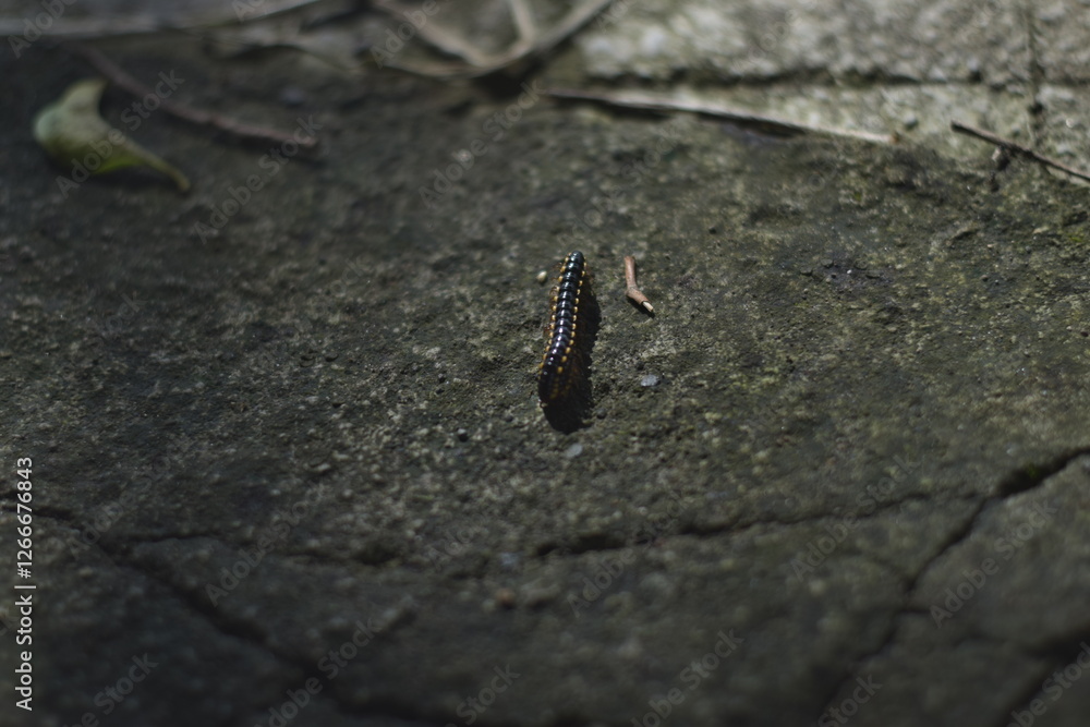 Orthomorpha coarctata, or the long flange millipede, walking on the paved street Orthomorpha coarctata, or the long flange millipede, walking on the paved street