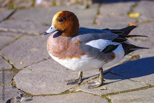 公園のヒドリガモ photo