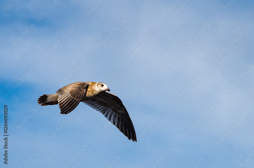 Obraz premium Seagull in flight. Seagull in the open air, flying free. Close-up photo of a seagull flying in the blue sky along the coast.