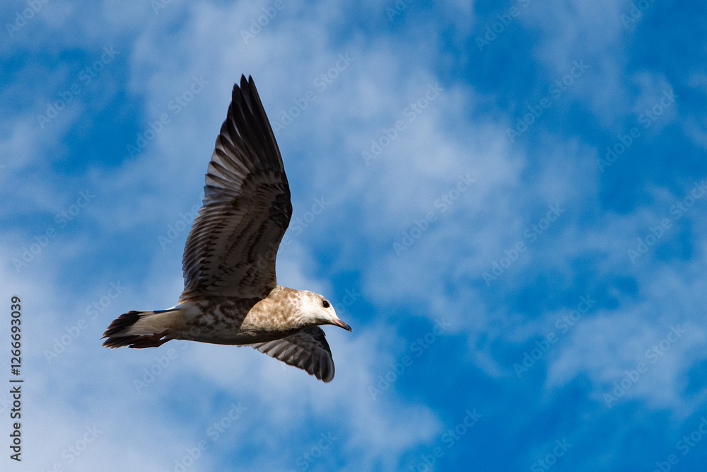 Obraz premium Seagull in flight. Seagull in the open air, flying free. Close-up photo of a seagull flying in the blue sky along the coast.