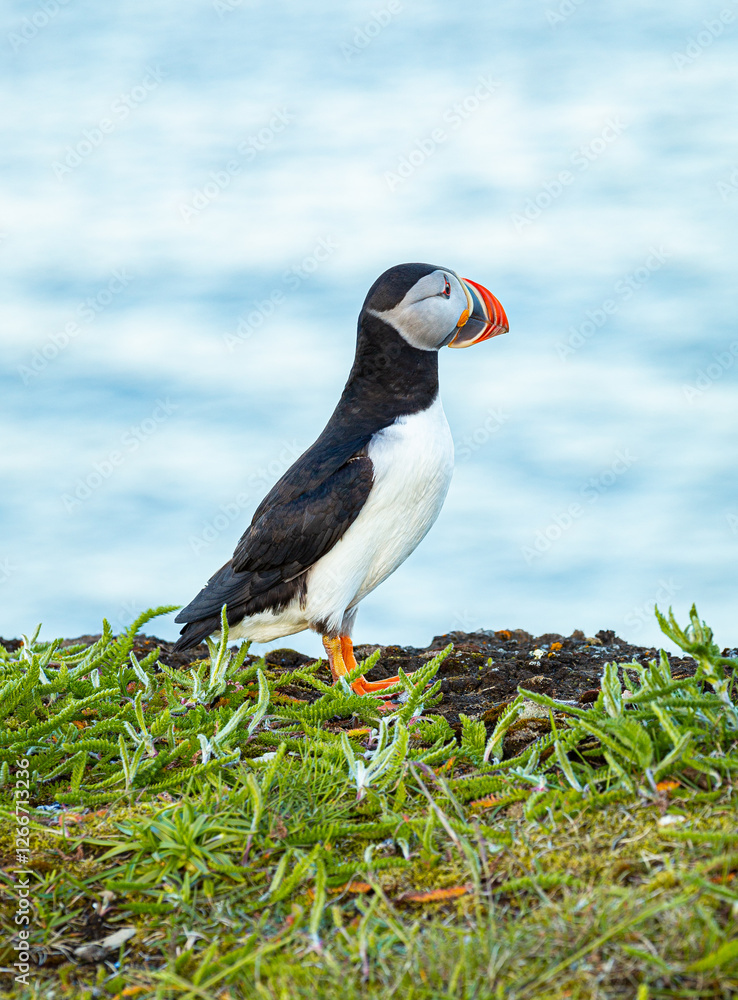 A Canadian puffin stood on the cliff top in Newfoundland above the Atlantic Ocean A Canadian puffin stood on the cliff top in Newfoundland above the Atlantic Ocean