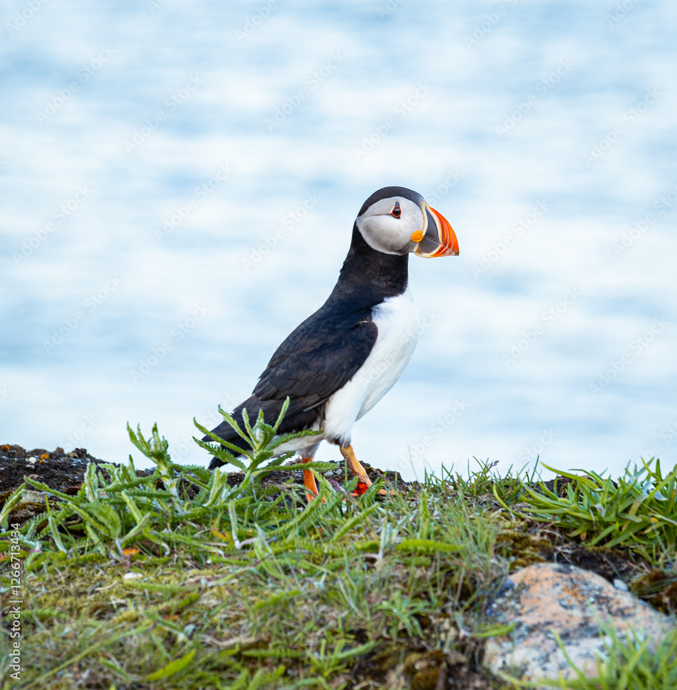 A Canadian puffin stood on the cliff top in Newfoundland above the Atlantic Ocean A Canadian puffin stood on the cliff top in Newfoundland above the Atlantic Ocean