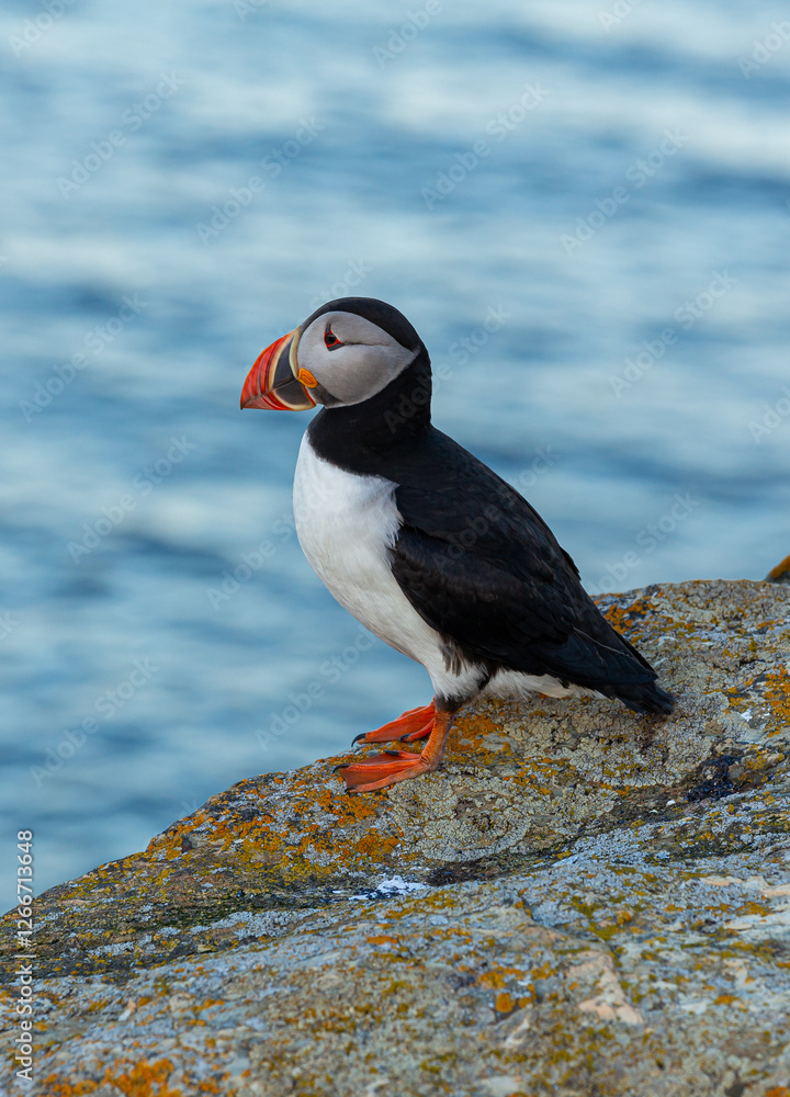 Fototapeta premium A Canadian puffin stood on the cliff top in Newfoundland above the Atlantic Ocean
