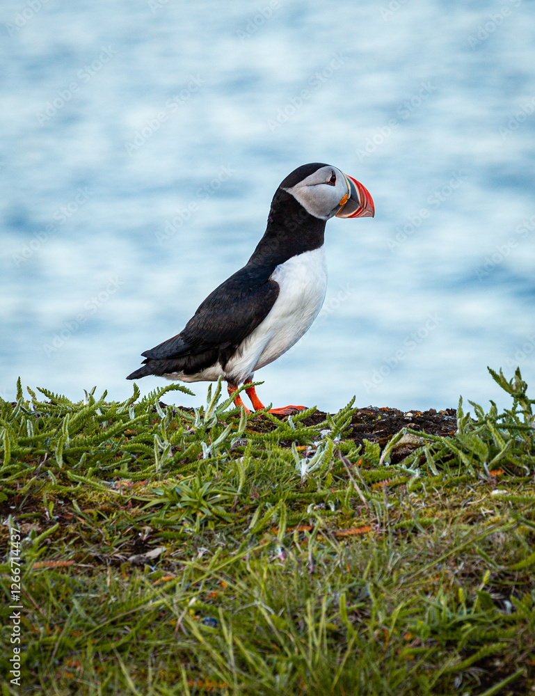 Fototapeta premium A Canadian puffin stood on the cliff top in Newfoundland above the Atlantic Ocean