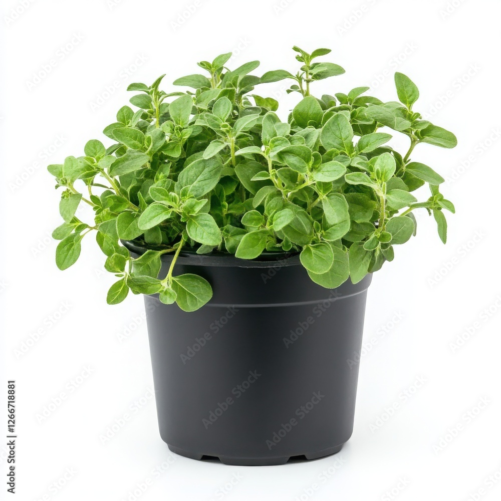 Fresh oregano in a black plastic pot, side profile, perfectly isolated on a bright white background, crisp edges and detailed leaves, realistic and high-resolution studio lighting, no shadows Fresh oregano in a black plastic pot, side profile, perfectly isolated on a bright white background, crisp edges and detailed leaves, realistic and high-resolution studio lighting, no shadows