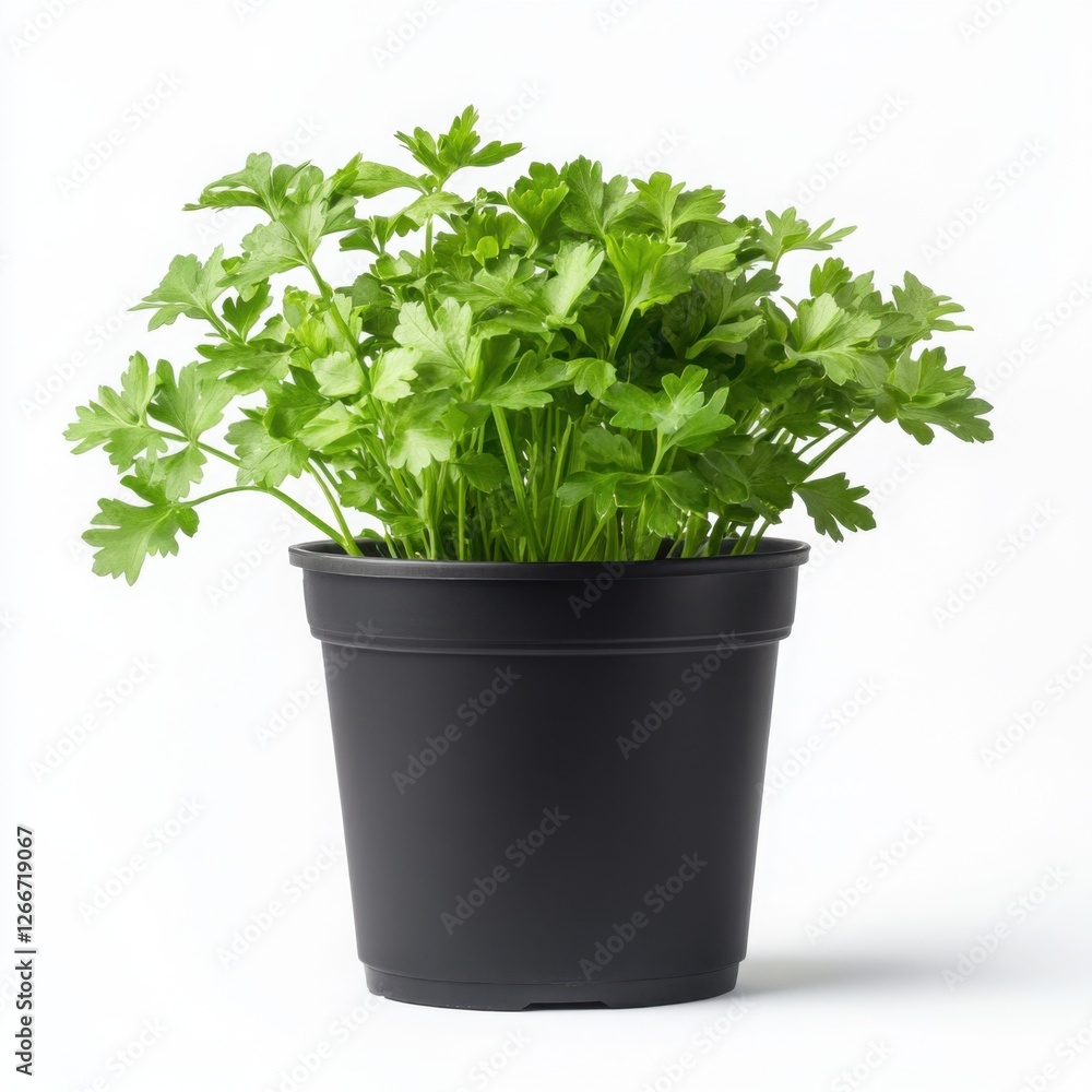 Fresh parsley plant growing in a simple black pot Fresh parsley plant growing in a simple black pot