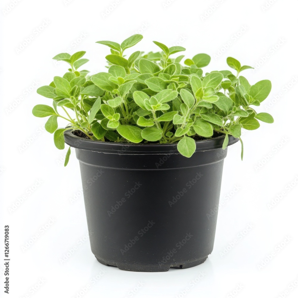 Fresh oregano in a black plastic pot, side profile, perfectly isolated on a bright white background, crisp edges and detailed leaves, realistic and high-resolution studio lighting, no shadows Fresh oregano in a black plastic pot, side profile, perfectly isolated on a bright white background, crisp edges and detailed leaves, realistic and high-resolution studio lighting, no shadows
