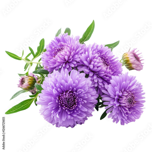 Isolated Cluster of Lavender Asters in Full Bloom