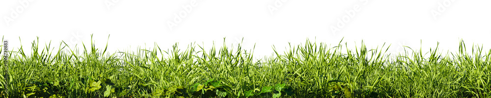 Fototapeta premium Field of tall green grass on white transparent background. 3D rendering illustration