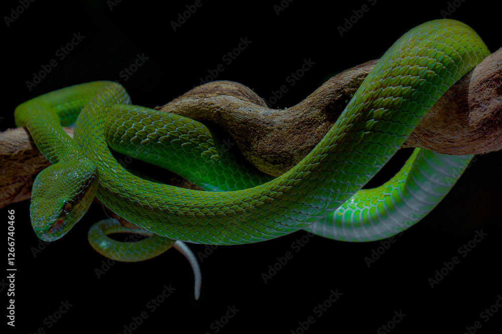 Fototapeta premium close up of a green snake
