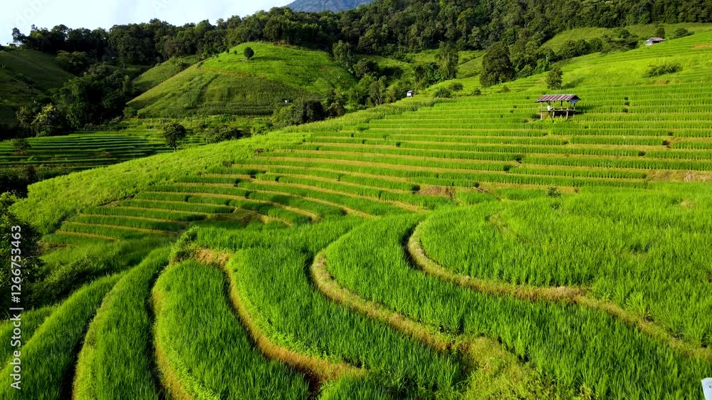 Experience the breathtaking beauty of Chiang Mais rice fields, where vibrant green terraces cascade down hillsides under the sun, showcasing traditional farming practices in harmony with nature. Experience the breathtaking beauty of Chiang Mais rice fields, where vibrant green terraces cascade down hillsides under the sun, showcasing traditional farming practices in harmony with nature.