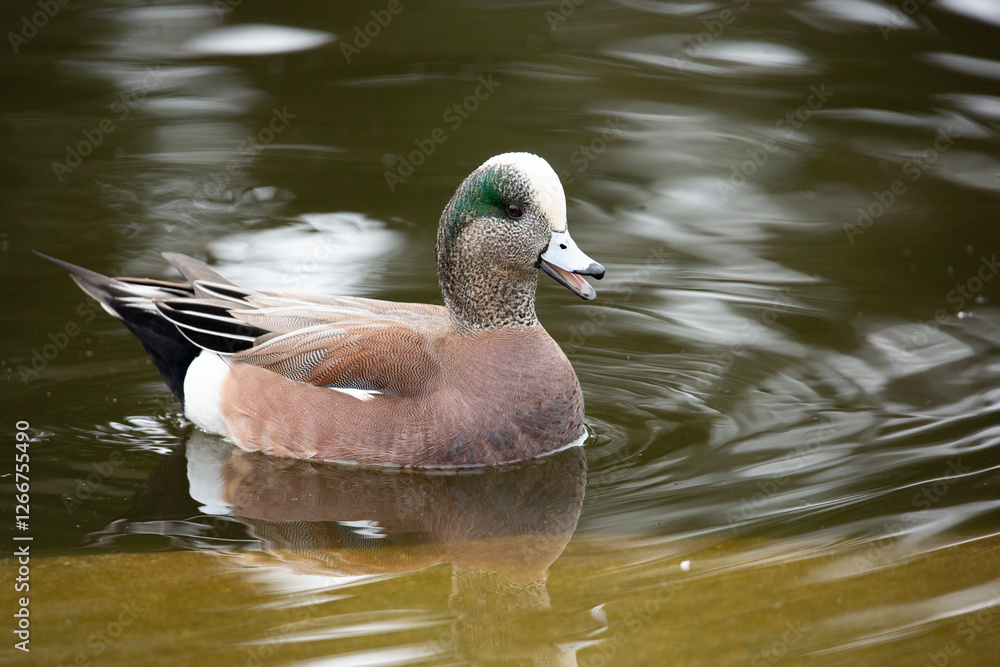 A view of an American wigeon swimming in a pond. A view of an American wigeon swimming in a pond.