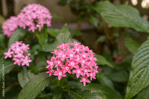 Close-up photo of pink pentas flowers in bloom
