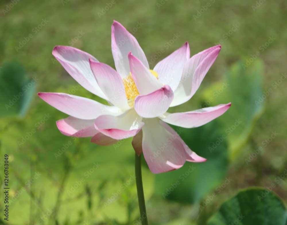 Pink Tahitian Water Lily flower in the Water Gardens of Vaipahi, Tahiti, Society Islands, French Polynesia. Pink Tahitian Water Lily flower in the Water Gardens of Vaipahi, Tahiti, Society Islands, French Polynesia.