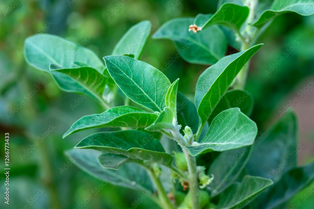 Ashwagandha plant or withania somnifera plant is ayurvedic medical plant close up Ashwagandha plant or withania somnifera plant is ayurvedic medical plant close up