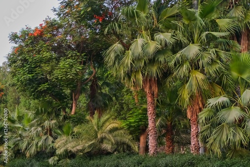 Group of different types trees plants and palm trees as hedge. Natural lush green trees palm background. Concept of urban greenery landscaping in UAE