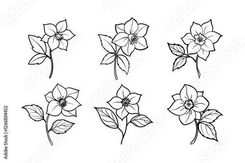 Hellebore (Helleborus spp.) line art vector illustration