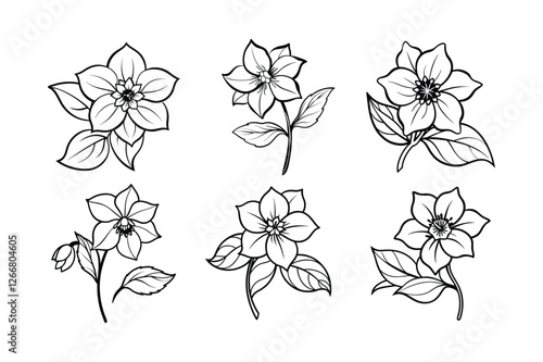 Hellebore (Helleborus spp.) line art vector illustration
