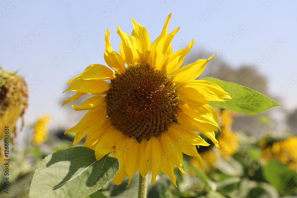 Bright and beautiful sunflower in full bloom under a clear blue summer sky. Bright and beautiful sunflower in full bloom under a clear blue summer sky.