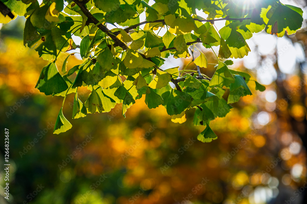 the beautiful autumn color of Japan green colors of The ginkgo tree on tree