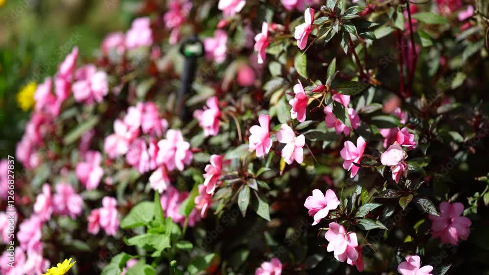 a vibrant garden scene with lush pink flowers blooming among dark green leaves. Sunlight filters through the foliage, highlighting the delicate petals and creating a lively, colorful a vibrant garden scene with lush pink flowers blooming among dark green leaves. Sunlight filters through the foliage, highlighting the delicate petals and creating a lively, colorful