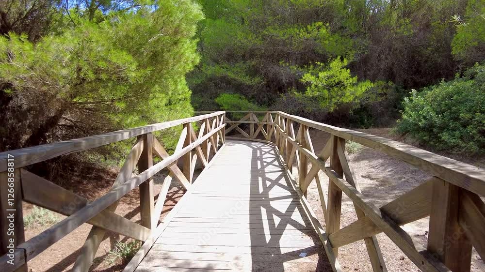 Wooden Pedestrian Bridge in a Beautiful Forest Setting