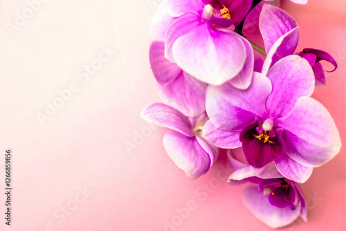 A branch of purple orchids lies on a pink background
