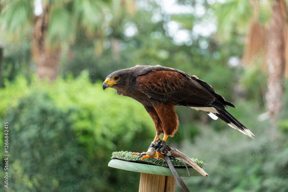 Ταπετσαρία Harris Hawk, Parabuteo unicinctus, bird of prey in an exhibition of falconry