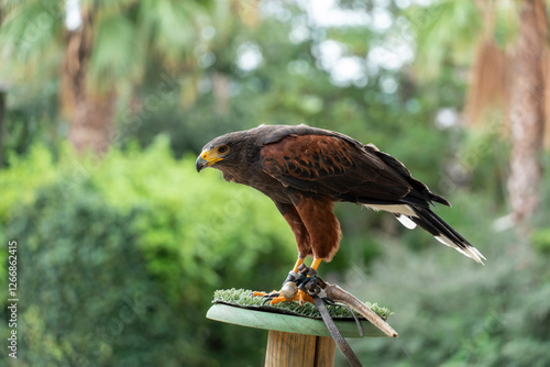 Obraz na płótnie Harris Hawk, Parabuteo unicinctus, bird of prey in an exhibition of falconry