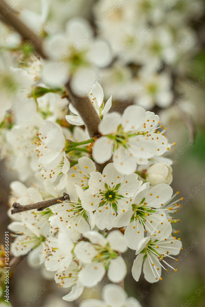 Macro shot of white wild plum flowers on a tree branch Macro shot of white wild plum flowers on a tree branch