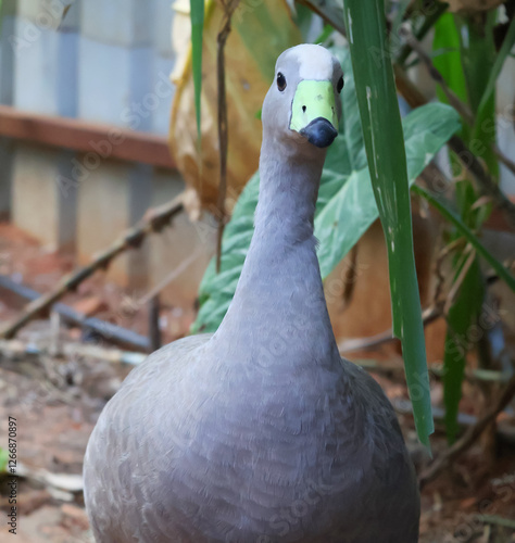 Cape barren goose staring at the camera.Cereopsis Geese is native to southern australia primarily on offshore islands and coastal regions.Cereopsis novaehollandiae gosling with green beak in nature. photo