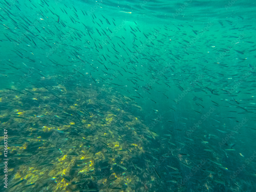 Fototapeta premium School of fishes Underwater Mediterranean sea in Les Rotes beach marine reserve Denia Alicante Spain